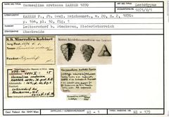Karteikarte zum Lectotyp von Verneulina cretacea Karrer, 1870
